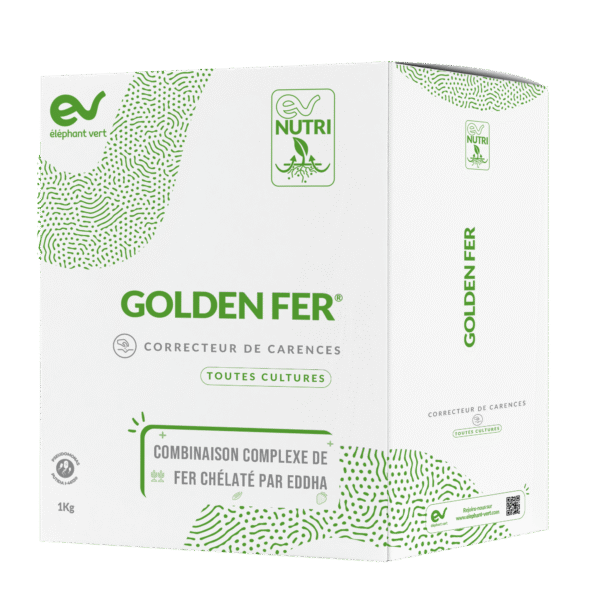 GOLDEN FER